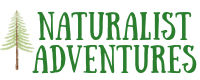 Naturalist Adventures website blog spruce tree teaching others about nature and deepening connection to the natural world