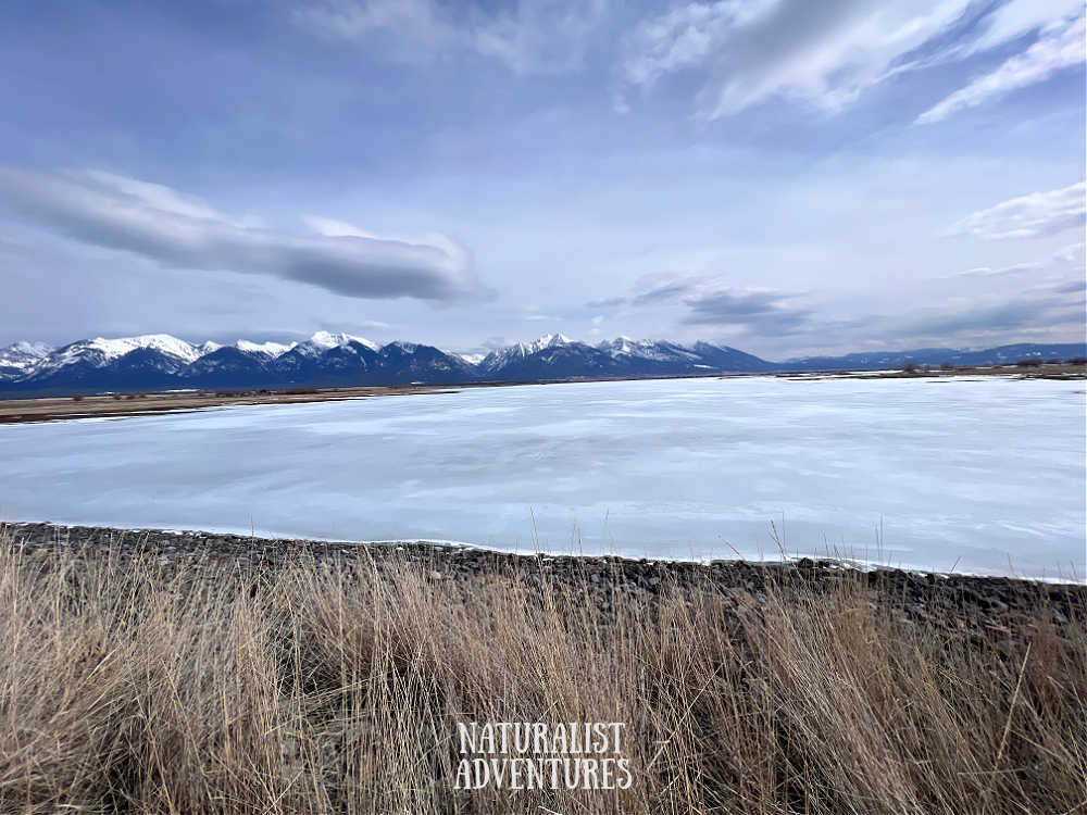 Ninepipe National Wildlife Refuge winter bird watching route frozen Ninepipe Reservoir Mission Mountains view from the Ninepipe dam dike