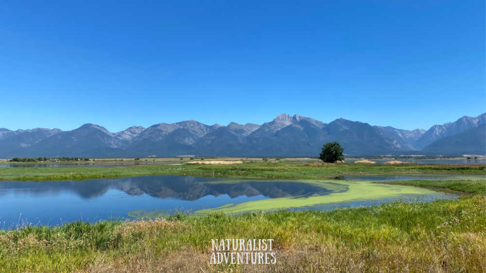 Visiting Ninepipe National Wildlife Refuge Ninepipe Reservoir Mission Mountains Flathead Indian Reservation mountain reflection in reservoir water native grasses wildlife bird watching