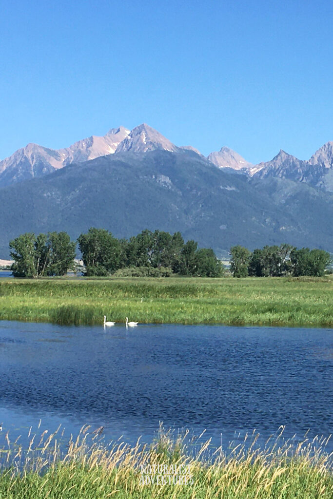 Visiting Ninepipe National Wildlife Refuge Ninepipes Reservoir Flathead Indian Reservation Mission Mountains trumpeter swans on the water Great Blue Heron and Cormorant Rookery in trees 