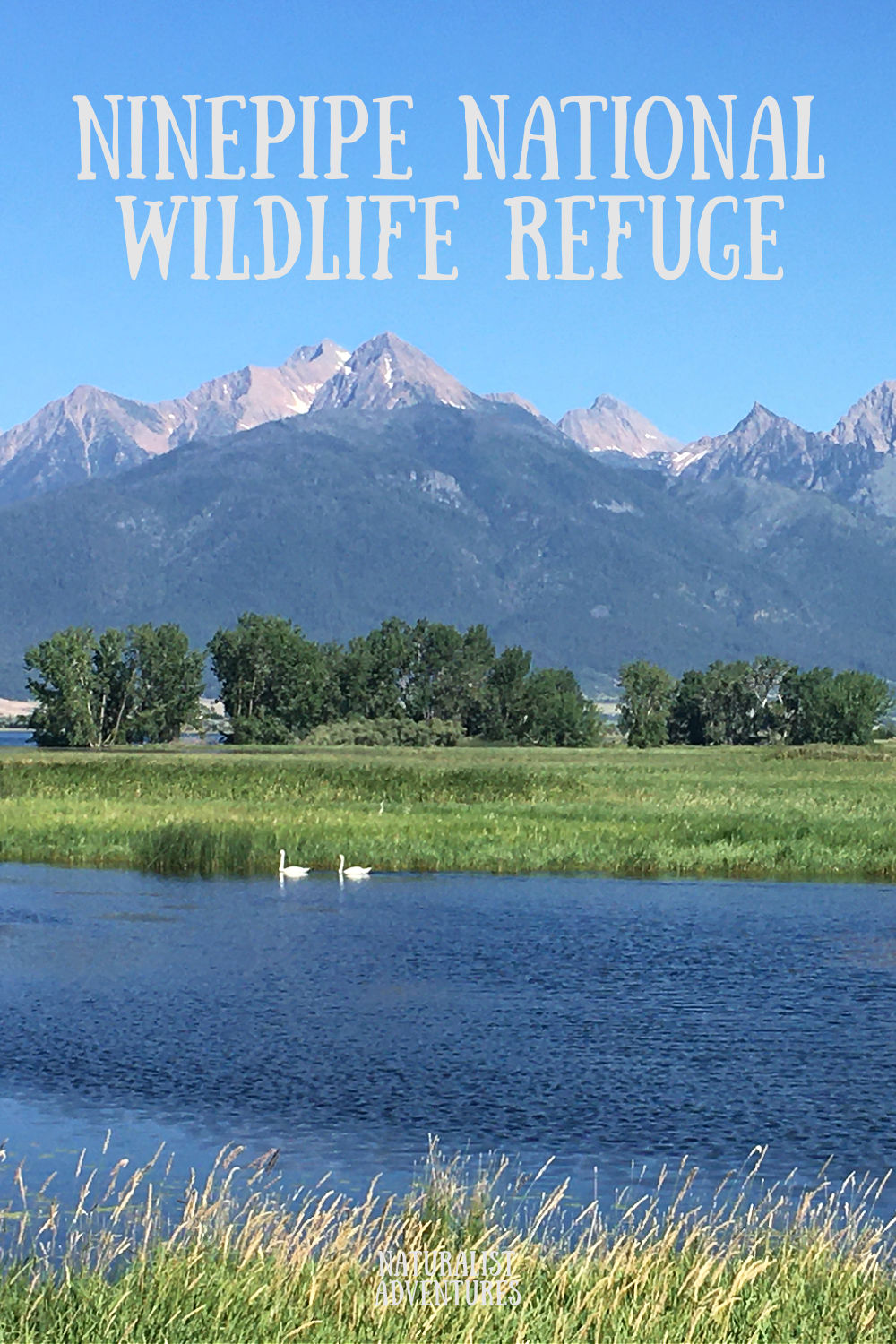 Visiting Ninepipe National Wildlife Refuge Ninepipe Reservoir tundra trumpeter swans migrating birds on water Mission mountains in background Blue Heron and Cormorant Rookery in trees in front of mountain