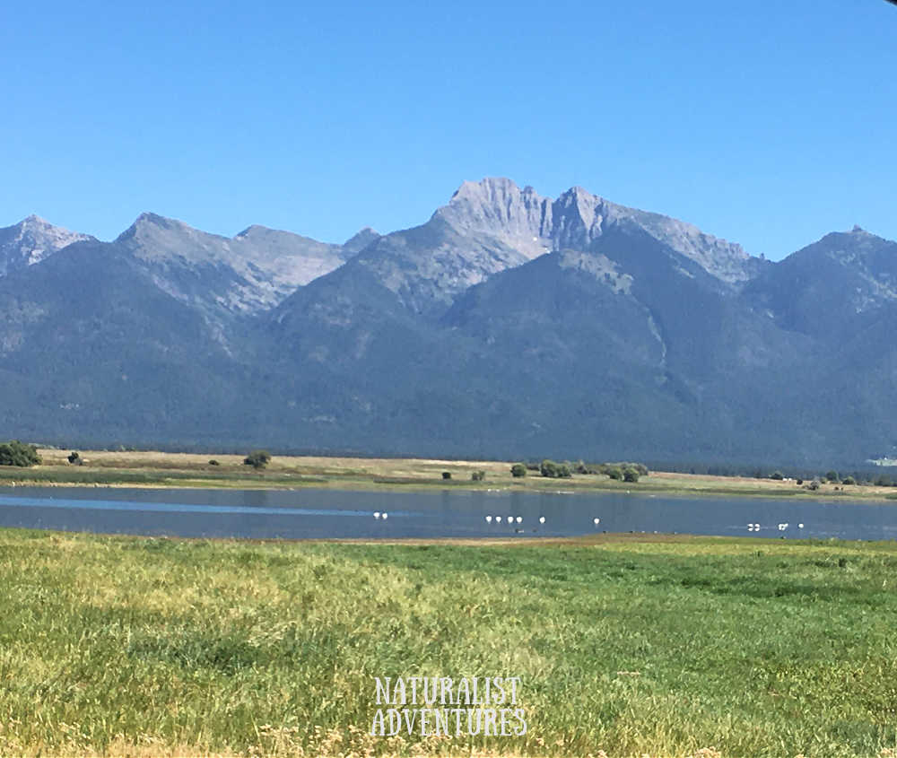Visiting Ninepipe National Wildlife Refuge Ninepipe Reservoir Mission Mountains trumpeter tundra swans migrating birds wildlife viewing bird watching Ninepipe Road Ninepipe National Wildlife Management Area
